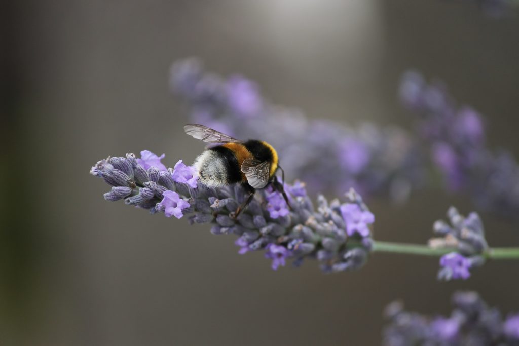 lavender leaves