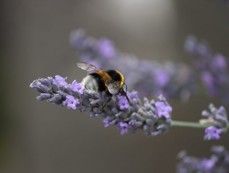 lavender leaves