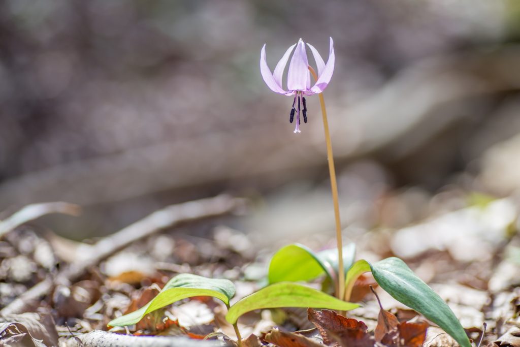 one flower