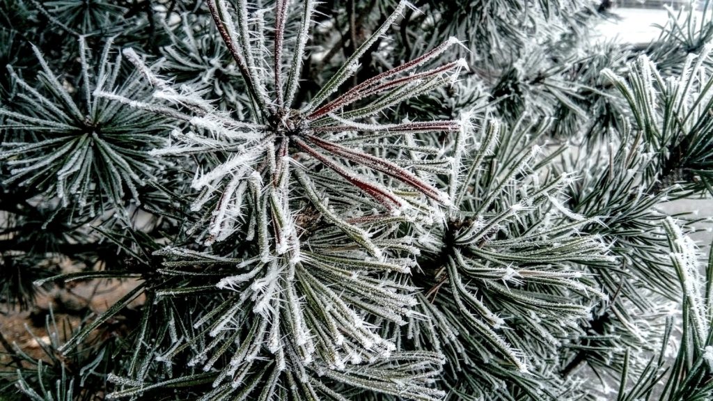 a snowy evergreen